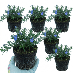 Set of 3 or 6 Rosemary Blue Rain Herb Plants (Salvia rosmarinus), Hardy Evergreen Culinary Herb, Outdoor Garden Ready, 1 Litre Root-Ball