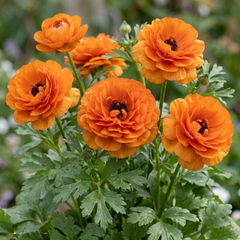 Ranunculus Vortex Orange Persian Buttercup Plants, Hardy Perennial, Spring & Autumn Flowering, Outdoor Garden Ready, 1 Litre Root-Ball