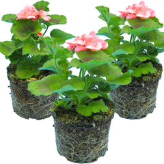 Pelargonium Toscana Dolce Vita Emma or Smart Lenja
