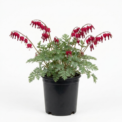 1 Dicentra Luxuriant Bleeding Heart Plant, Hardy Shade Perennial, Garden Ready, 17cm Root-Ball
