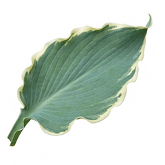 Hosta Tears from Heaven, 3 Litre Pots, Garden Ready