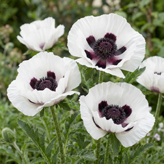 Set of 3 or 6 Papaver Orientale Royal Wedding Plants, Hardy White Oriental Poppy Perennial, 1 Litre Root Ball