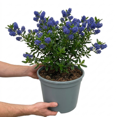 1 Ceanothus Yankee Point, 7.5 Litre Root Ball, Evergreen Californian Lilac, Blue Flowering Shrub