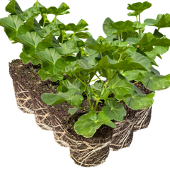 Geranium Sunflair Ruben | 3 or 6 1L Pots