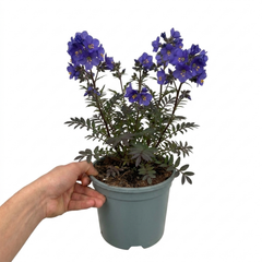 1 Large Plant - Polemonium Bressingham Purple, Ready to Plant in Your Garden, 3L