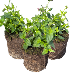Nemesia Nuvo Pink Bicolour, Ready to Plant in Your Garden