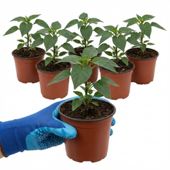 Set of 3 or 6 Large Chilli Pepper Plants - Zimbabwe Black, Ready to Plant in Your Garden