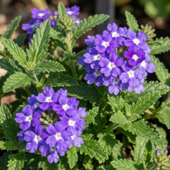 Trailing Verbena Blue Eye Plants, Summer Flowering Hanging Basket Ready, Outdoor Garden Ready, 10.5cm Root-Ball