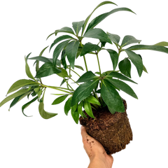 Hellebore Argutifolius | Large 2L Pot