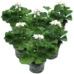 Pelargonium Toscana Dolce Vita Stella, Ready to Plant in Garden