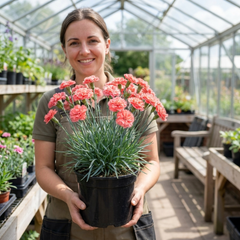 1 Cottage Pink Dianthus Sugar Coral, Hardy Fragrant Perennial, Garden Ready, 5 Litre Root-Ball