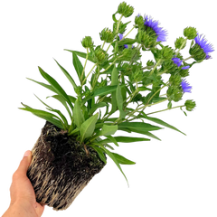 Stokesia Mel's Blue | 3L Pot