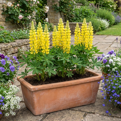 Yellow Lupin Perennial Plants, Hardy Cottage Garden Ready, Summer Flowering, 1 Litre Root Ball
