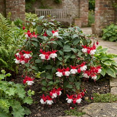 3 Trailing Fuchsia Sir Matt Busby Plants, Red & White, 10.5cm Pots, Summer Bedding