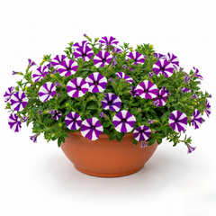 1 Petunia Shortcake Blueberry Live Flowering Plant, Outdoor Summer Garden Ready, 21cm Root Ball