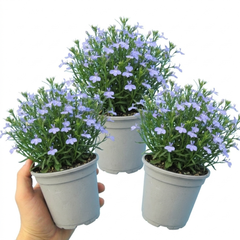 3 Large Plants - Lobelia Springs Lavender, Ready to Plant in Your Garden
