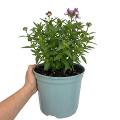 1 Large Plant - Nemesia Lady Kate, Ready to Plant in Your Garden, 5L Pot