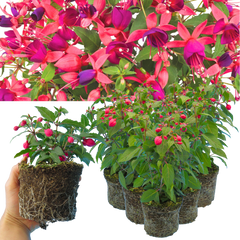 Set of 3 or 6 Large Plants - Fuchsia Diva Rose & Violet, Ready to Plant in Your Garden