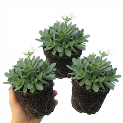 Arabis Aubris White, Ready to Plant in Your Garden, 1L