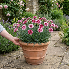 1 Cottage Pink Dianthus Raspberry Sundae, Fragrant Hardy Perennial Plant, 5 Litre Root Ball