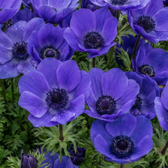 Anemone ‘Harmony Blue’, Ready to Plant in Your Garden