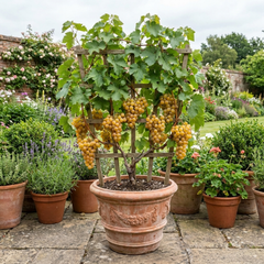 Grape Vitis Sulima White Vine Plant, Self Pollinating Hardy Outdoor Garden Ready, 3 Litre Root-Ball