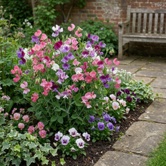 Sweet Pea Cupid Mix, 10.5 cm Rootballs