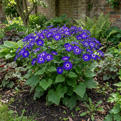 Large Senetti Violet Pericallis Plant, Spring Flowering, Outdoor Garden Ready, 6.5L Root-Ball