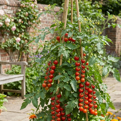 Set of 3 or 6 Large Plants - Tomato Gardeners Delight Variety, Ready to Plant in Your Garden