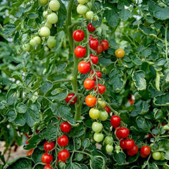 Tomato Consuelo, Ready to Plant & Bear Fruits