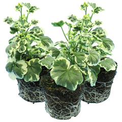 Geranium Pelgardini Frank Headly | 3 or 6 1L Pots
