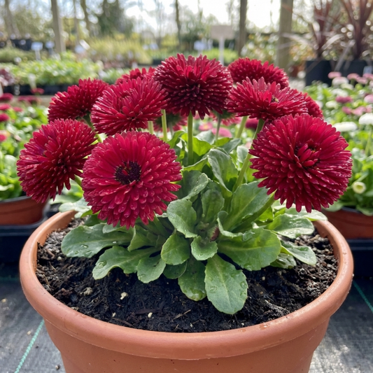 Bellis Habanera Red Hardy English Daisy Plant, Outdoor Garden Ready, 2 Litre Root Ball