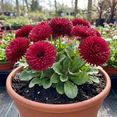Bellis Habanera Red Hardy English Daisy Plant, Outdoor Garden Ready, 2 Litre Root Ball