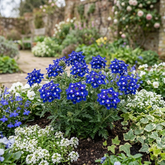 Trailing Verbena Blue Eye Plants, Summer Flowering Hanging Basket Ready, Outdoor Garden Ready, 10.5cm Root-Ball