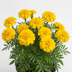 1 Large Plant - Marigold Durango Yellow, Ready to Plant in Your Garden, 2L Pot