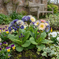 Primrose Chameleon Blue Hardy Perennial Plants, Colour Changing Spring Flowers, Outdoor Garden Ready, 1 Litre Root-Ball