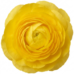 Ranunculus Vortex Lemonade Persian Buttercup Plants, Hardy Yellow Perennials, Spring & Autumn Flowering, Outdoor Garden Ready, 1 Litre Root-Ball