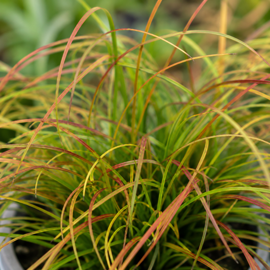 3 Carex Prairie Fire Plants, 9cm Pots, Autumn Garden