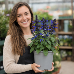 1 Large Plant - Salvia Sangoons Black & Bloom, Ready to Plant in Your Garden, 5L