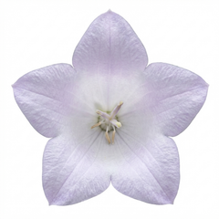 First Frost Plantain Lily, Ready to Plant in Your Garden
