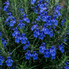 Set of 3 or 6 Rosemary ‘Blue Winter’ Herb Plants (Salvia rosmarinus), Hardy Evergreen Culinary Shrub, Outdoor Garden Ready, 1 Litre Root-Ball