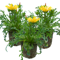 Gazania Kiss Yellow Improved | 3 or 6 1L Pots