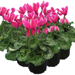 Cyclamen Bicolour Pink Flame | 3 or 6 1L Pots