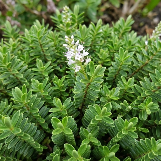 Hebe Little Leaves Green | 2L Pots