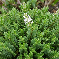 Hebe Little Leaves Green | 2L Pots