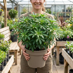 Choisya Greenfingers Shrub, Hardy Evergreen Mexican Orange Blossom Plant, 19cm 3L Root-Ball