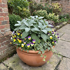 Salvia officinalis ‘Berggarten’ Sage Herb Plants, Hardy Perennial Culinary Herb, Outdoor Garden Ready, 1 Litre Root-Ball