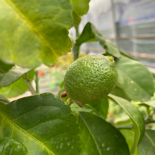 Mini Lemon Tree