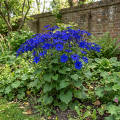 Senetti Deep Blue Pericallis Flowering Plant, Spring & Summer Garden Ready, 6.5 Litre Root-Ball