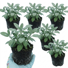 Salvia officinalis ‘Berggarten’ Sage Herb Plants, Hardy Perennial Culinary Herb, Outdoor Garden Ready, 1 Litre Root-Ball